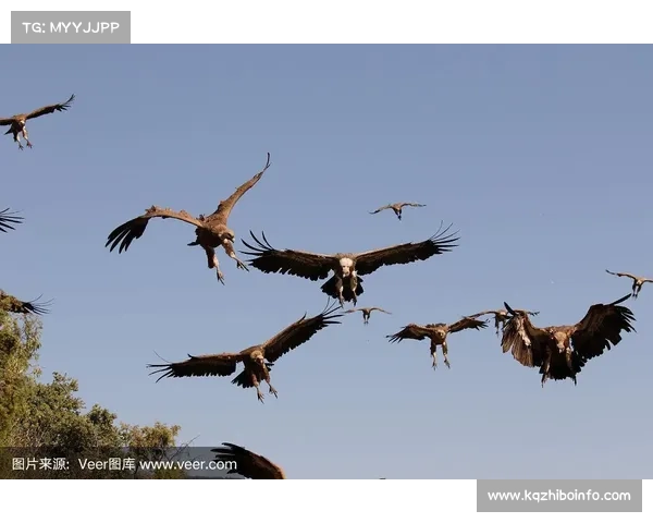 全球科技锦标赛关键洞：格里芬长推小鸟制胜